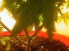 DSCN2155.jpg DSCN2155.jpg