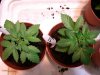 2011-03-12 14.35.11.jpg