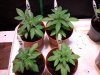 2011-03-12 14.28.59.jpg