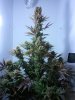 2011-03-11 21.40.09.jpg