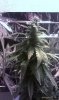 IMAG0134.jpg