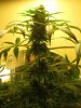 Day 86 (cola).jpg