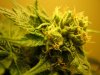 Day 86 (cu bud half brown pistals).jpg