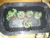 2011-03-13 13.41.14.jpg