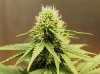 Bud2.jpg