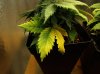 Leaf_CloseUp.jpg