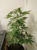 DSC00272.jpg