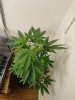 DSC00273.jpg