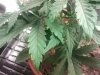 2011-03-17 22.55.13.jpg