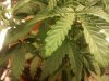 2011-03-17 22.57.03.jpg
