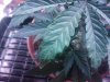 2011-03-17 22.53.57.jpg