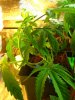 The LST.jpg The LST.jpg