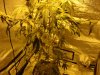 DSC00155.jpg