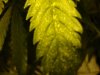 DSC00343.jpg