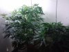 2011-03-16 11.42.40.jpg
