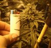 GdG bud week 4-2.jpg