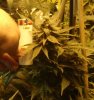 GdG bud week 4-3.jpg