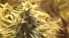 GdG bud close week 4.jpg