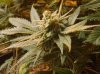 GdG side bud week 4.jpg