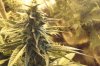 GdG bud week 4.jpg