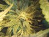 GdG under-bud damaged hairs.jpg