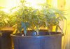 Transplanted side view 2.jpg