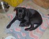 Puppy 2.jpg