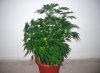 DSCN1973.jpg DSCN1973.jpg