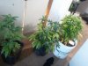 2011-03-14 15.21.31.jpg
