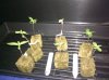 IMG_20110317_191804.jpg