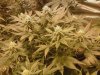 beforeharvest2.jpg