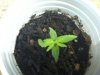 Sativa 7.jpg