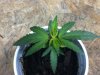 Sativa 3.jpg