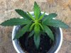 Sativa 2.jpg