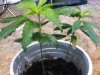 Sativa 5-6 Side.jpg