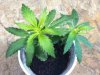 Sativa 5-6.jpg