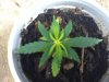 Sativa 1.jpg