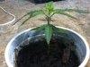 Sativa 3 Side.jpg