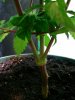 2011-03-18 12.31.00.jpg