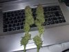 100_4774.jpg