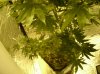 7 Flowering Plant Problem.jpg