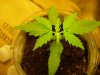 day3flowering4.JPG