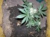100_0746.jpg