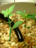 seedling-trouble.png