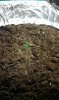 Grow1-8days3.jpg Grow1-8days3.jpg