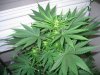 Day 42. 17 days into 1212 001.jpg
