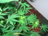 Day 42. 17 days into 1212 002.jpg