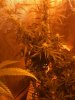 BCBudday24.jpg