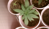 3-3-20-11.png 3-3-20-11.png
