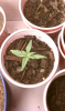 4-3-20-11.png 4-3-20-11.png